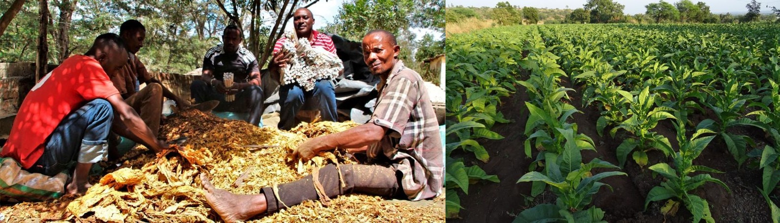 How Kitui Farmers are Minting Profits From Growing Tobacco