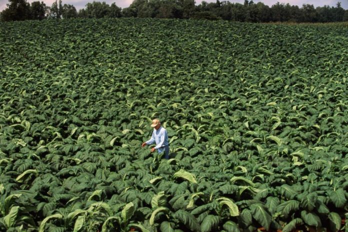 Tobacco farming in Kenya