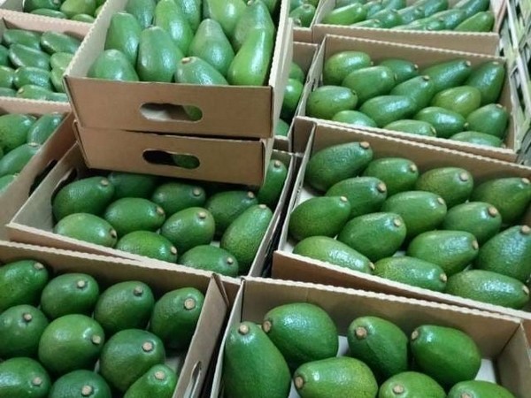 Government blocks farmers from exporting popular avocadoes by sea