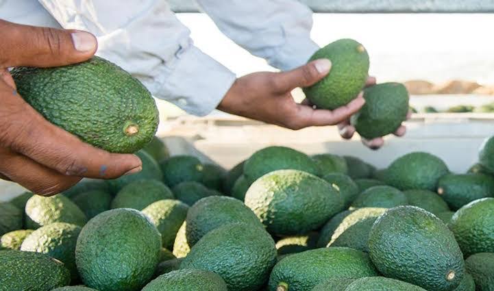 Kenya exports Sh. 9 billion avocados to China in three months