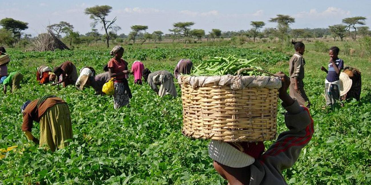 How Joining Agricultural Cooperatives Can Help Farmers Boost Yield and Income