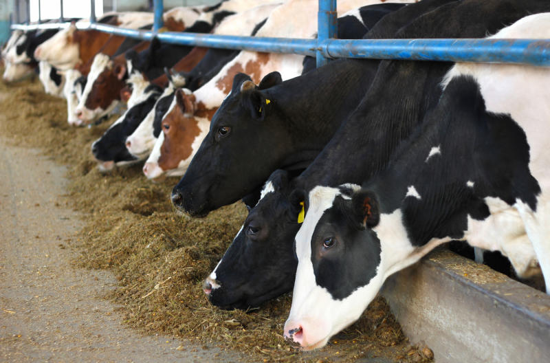 Michael Murigi: How I earn Sh120,000 per month from 18 dairy cows