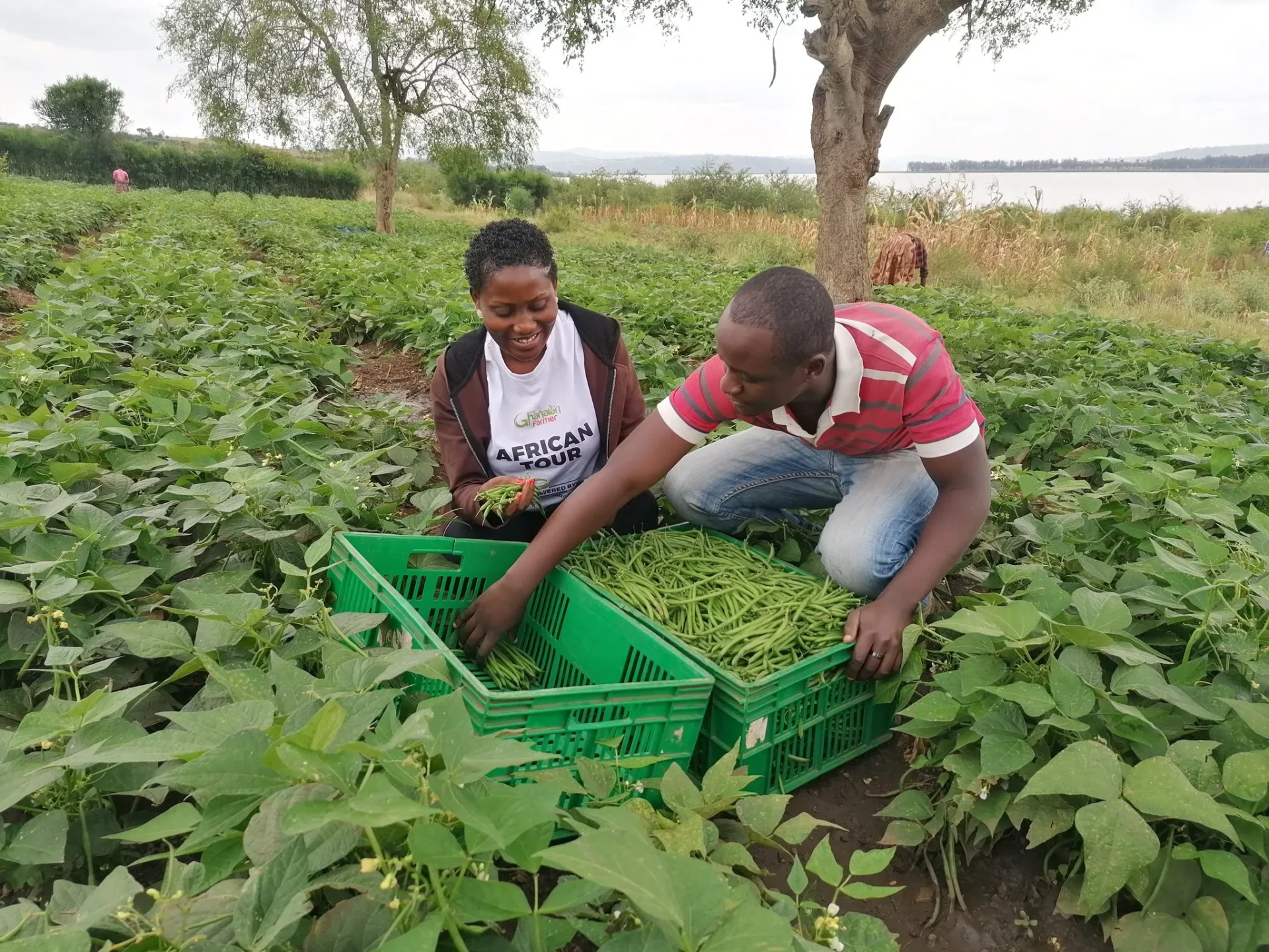 Rachael Njoroge: Farmer Abandons Maize For French Beans Export, Says Its More Profitable