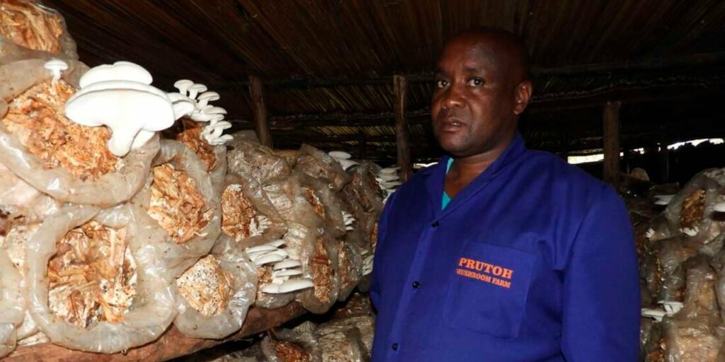 Paul Ruto: Ex-banker making five times his bank salary from mushroom farming