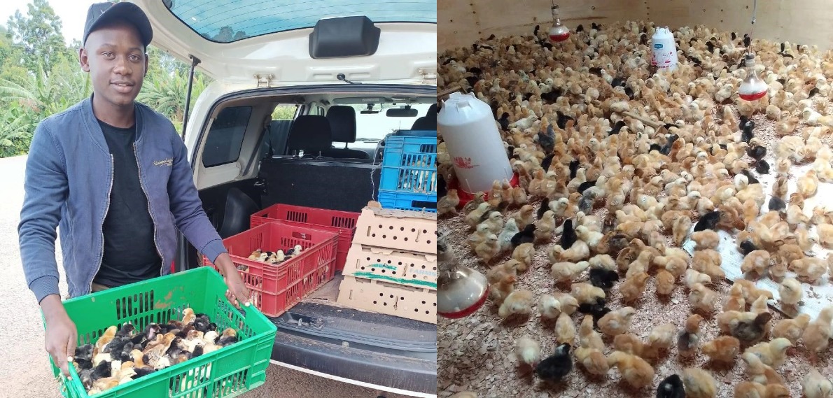 Alex Michieka: I started poultry farming with 500 chicks, now I sell 10,000 chicks weekly