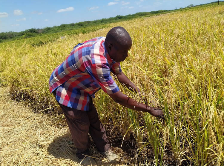 John Macharia: From Sh. 600 per month NYS salary to earning millions in rice farming
