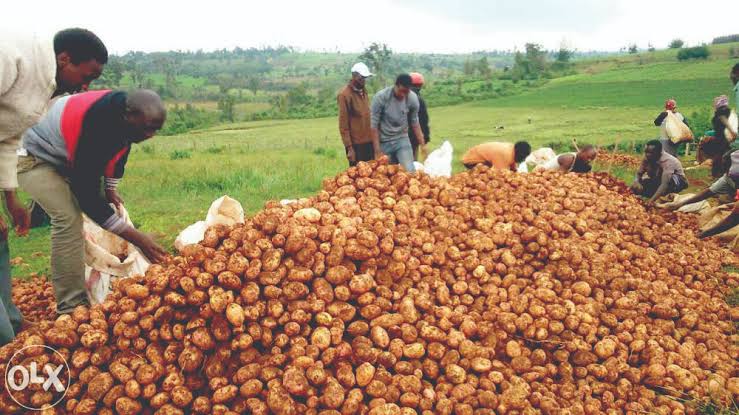 How I bounced back after investing in potato farming, only to get 4 bags from an acre