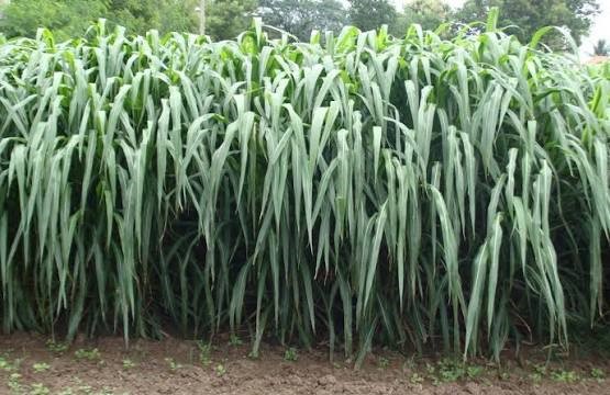 Clone 13 Napier grass