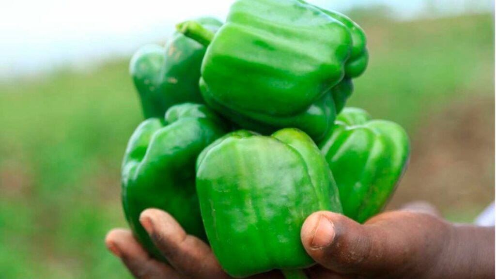 Samuel Magumba Millionaire Capsicum farmer making up to Sh. 500,000