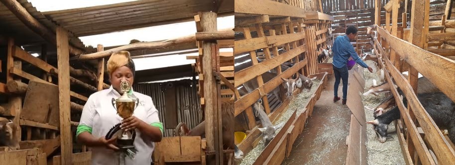 Charis Farm: How Joyce Kiara Milks Cash From Hybrid Dairy Goat Business