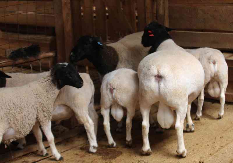 Tricks Dorper farmers are using to make sheep gain market weight in 3 months