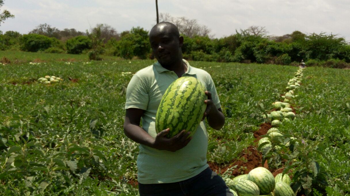 Maridadi F1: High Yielding, Cheap Watermelon Variety