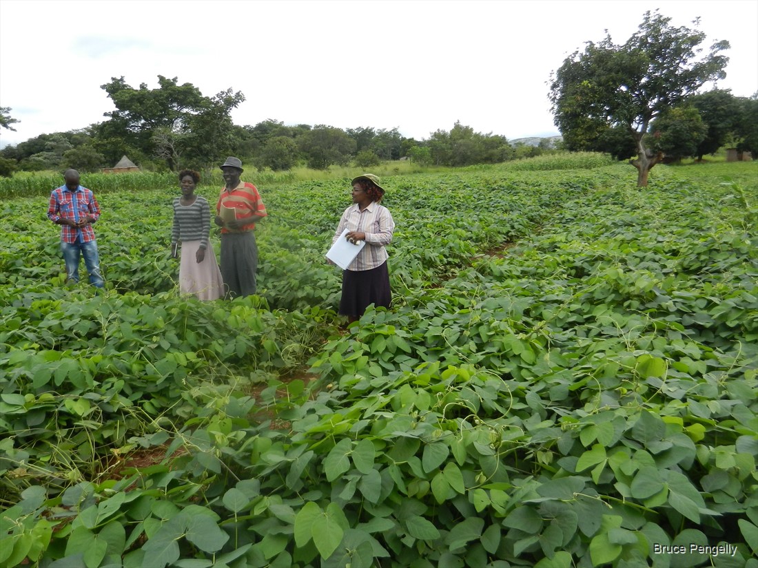 The Unique Bean Variety Helping Farmers Fertilize Their Soils Cheaply