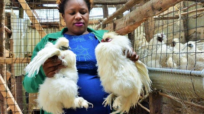 Making Money From the Most Expensive Birds: These Birds Fetch up to Sh320,000