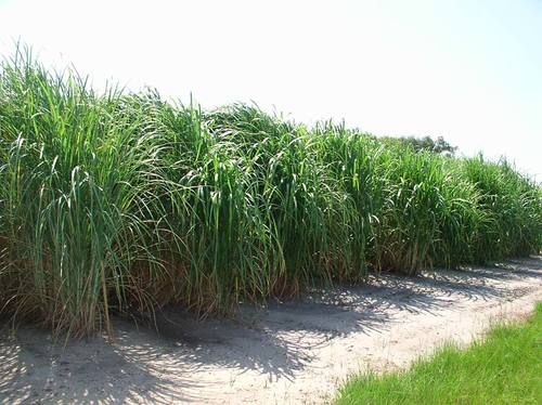 Farmer Earns Double Profits from Napier Grass Farming