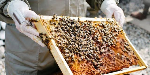 Savannah Honey's affordable 'Bee Venom Honey' with medicinal value for your health