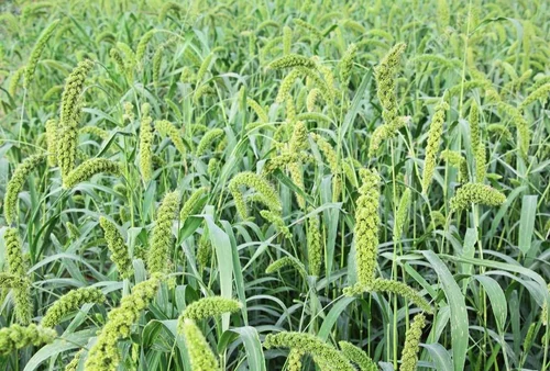 Foxtail millet: Disease-resistant variety that matures in 60 days, highly marketable