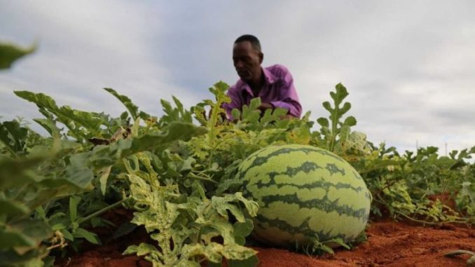 Making Millions From a 7-acre Watermelon Farm in Dry Kitui Land: This is How I Do it