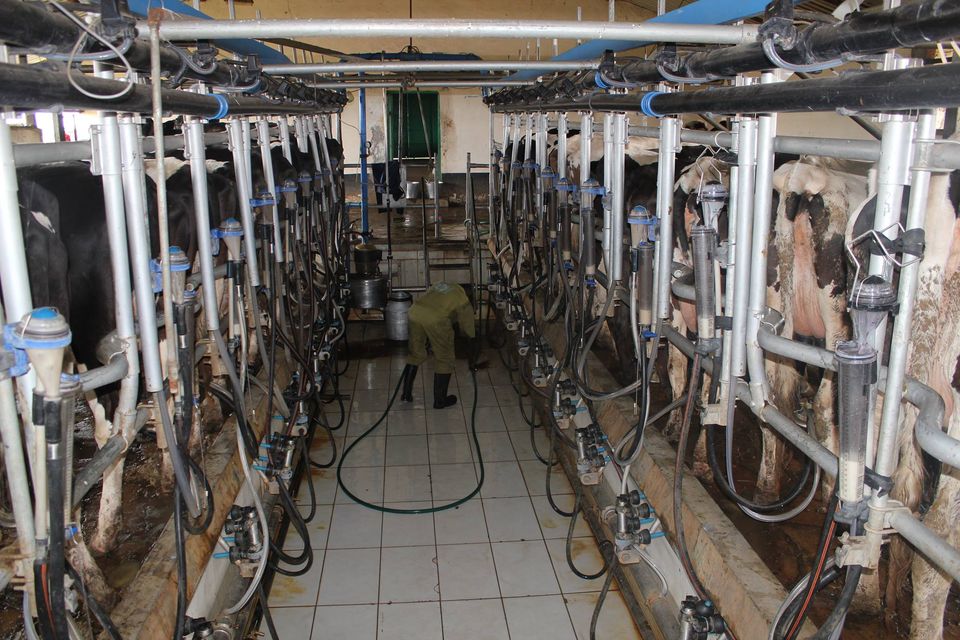 Lucy Wanjiru: Advice that helped me improve milk production from 17lts to 200lts daily