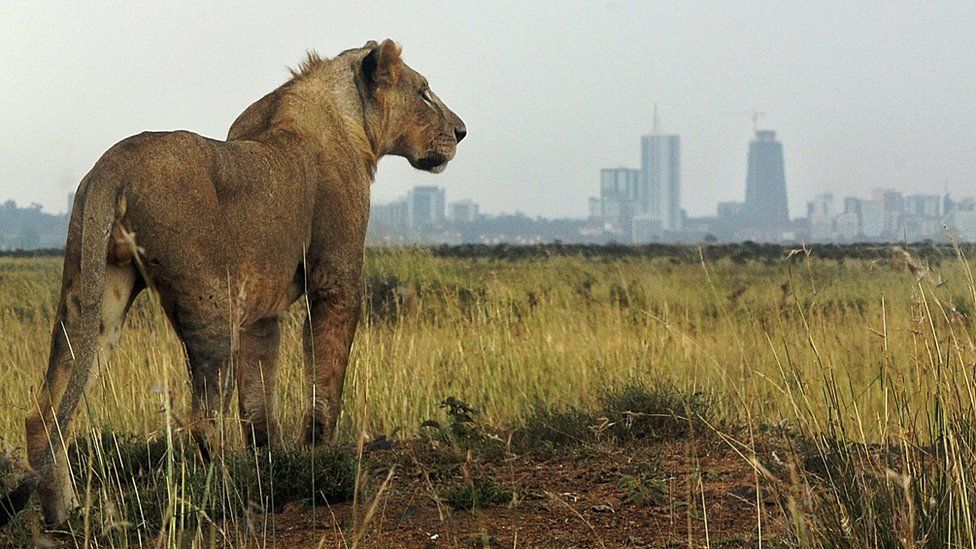 KWS set to increase Nairobi National Park fees from Sh. 430 to Sh. 2,000