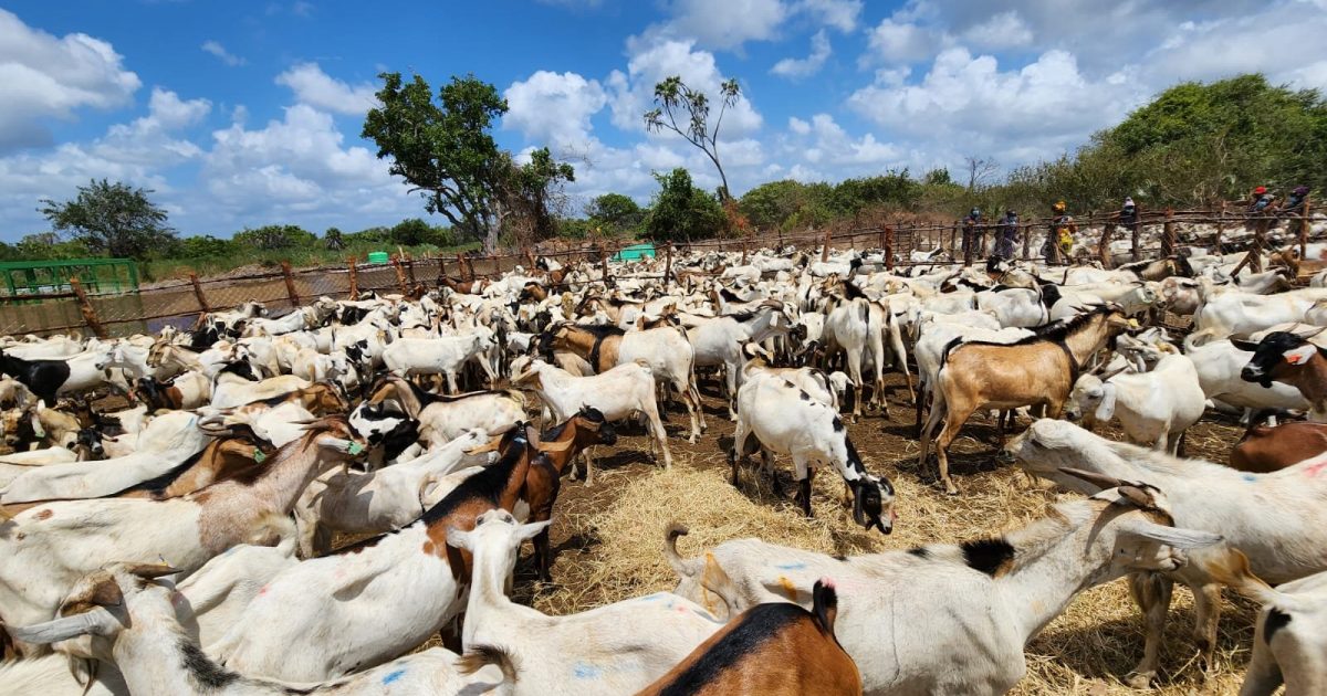 Charles Kalili: Mwingi farmer earns Sh900k from sheep and goat sales