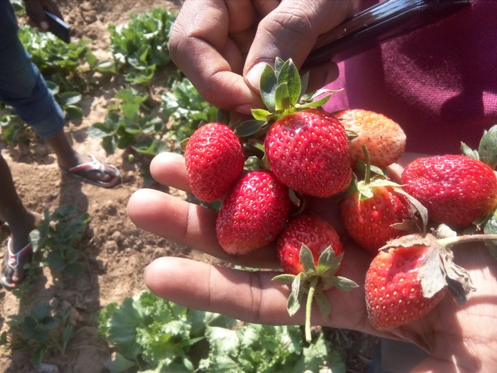 John Mutwiri: How I started strawberry farming with Sh10,000, now making Sh12,000 per day