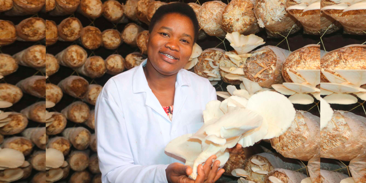 Consolata Njeri: How I built my mushroom farming empire with Sh. 1,800 capital