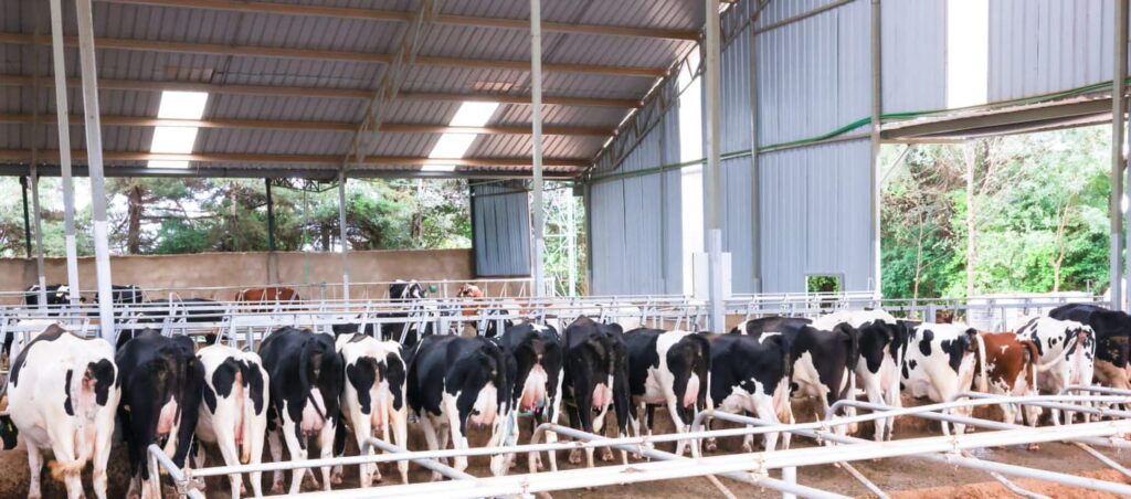 Inside Oscar Sudi's multi-million dairy farm in Kapseret
