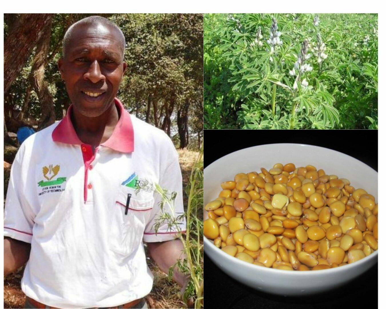 Juma Gichohi: How I use these special beans to increase milk production