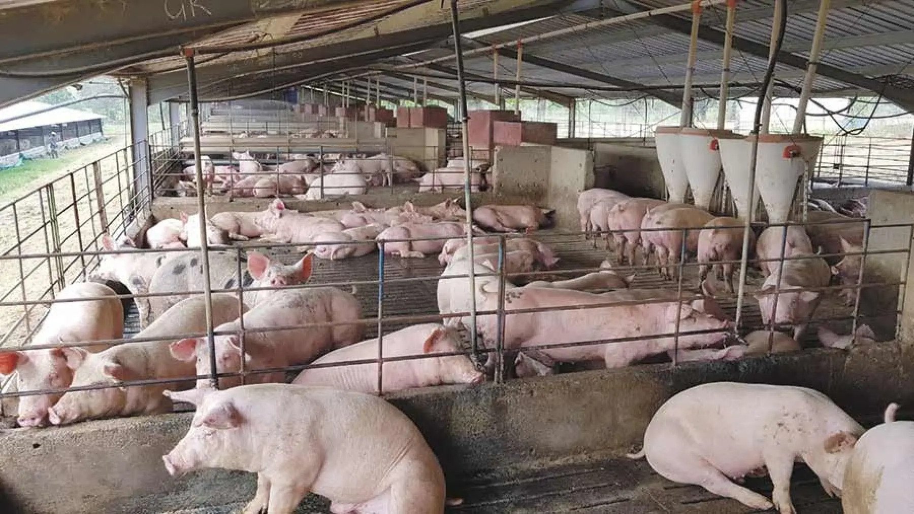 Annastacia Gakuyu: How I manage 80 pigs on my quarter-acre piece of land in Roysambu