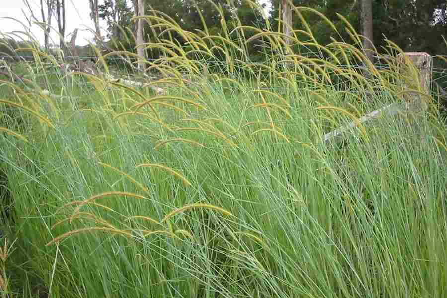 Disease resistant giant grass Increases milk production by 25 percent