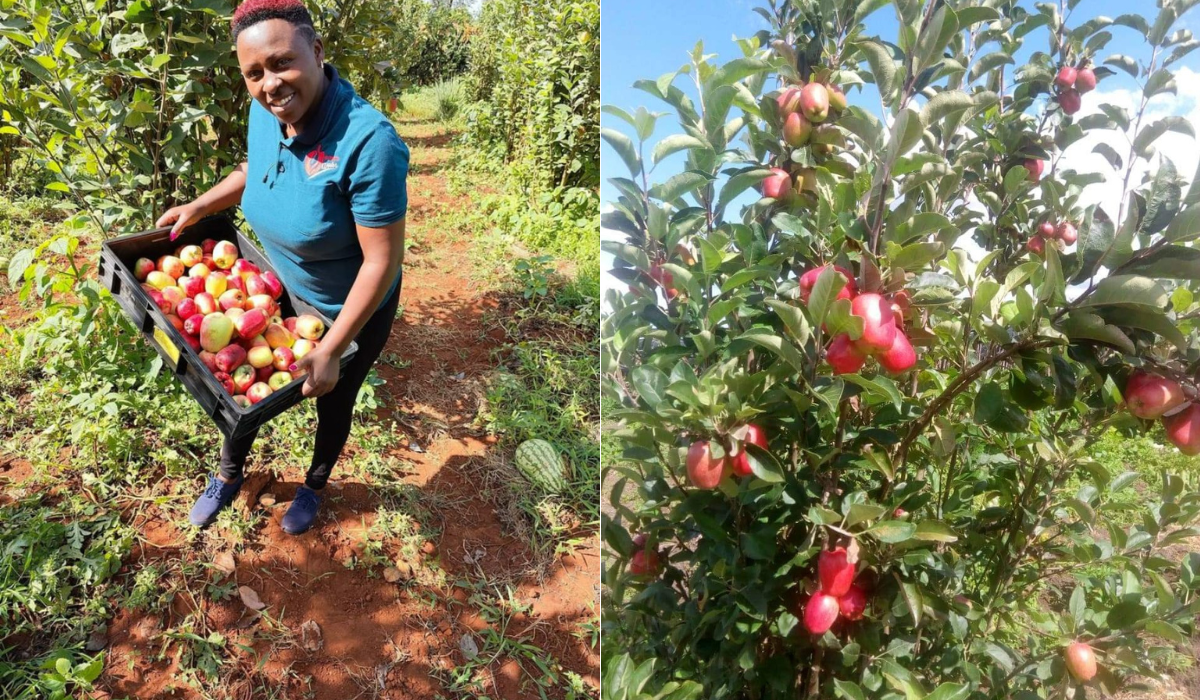 Kate Wambugu: What farmers need to know about making money in apple farming