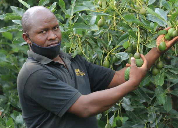 How Kisii farmers are reaping big from farming, exporting avocado