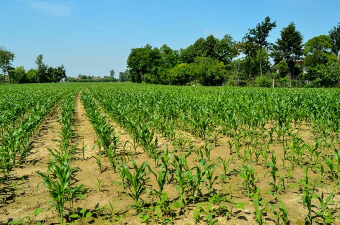 Corn in Kenya