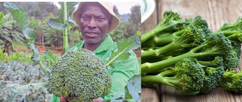 James Waweru: Kiambu farmer raking millions from farming the rare vegetable