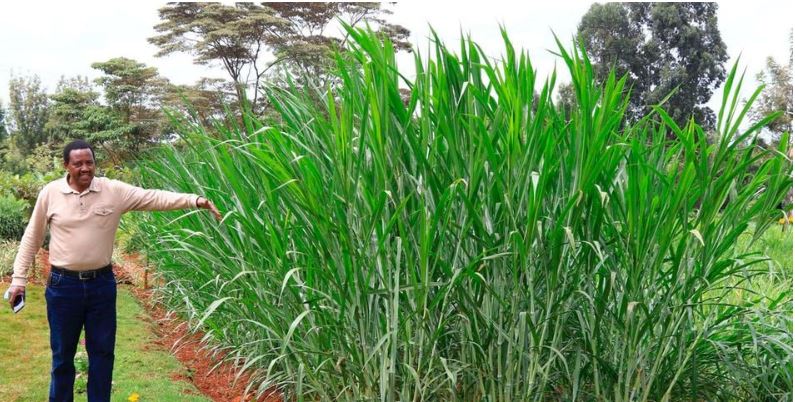 Super Napier Grass (Pakchong 1): Revolutionizing dairy farming in Kenya