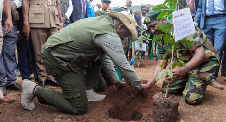 Revealed: How Kenya's tree planting holiday was created to target IMF's billions