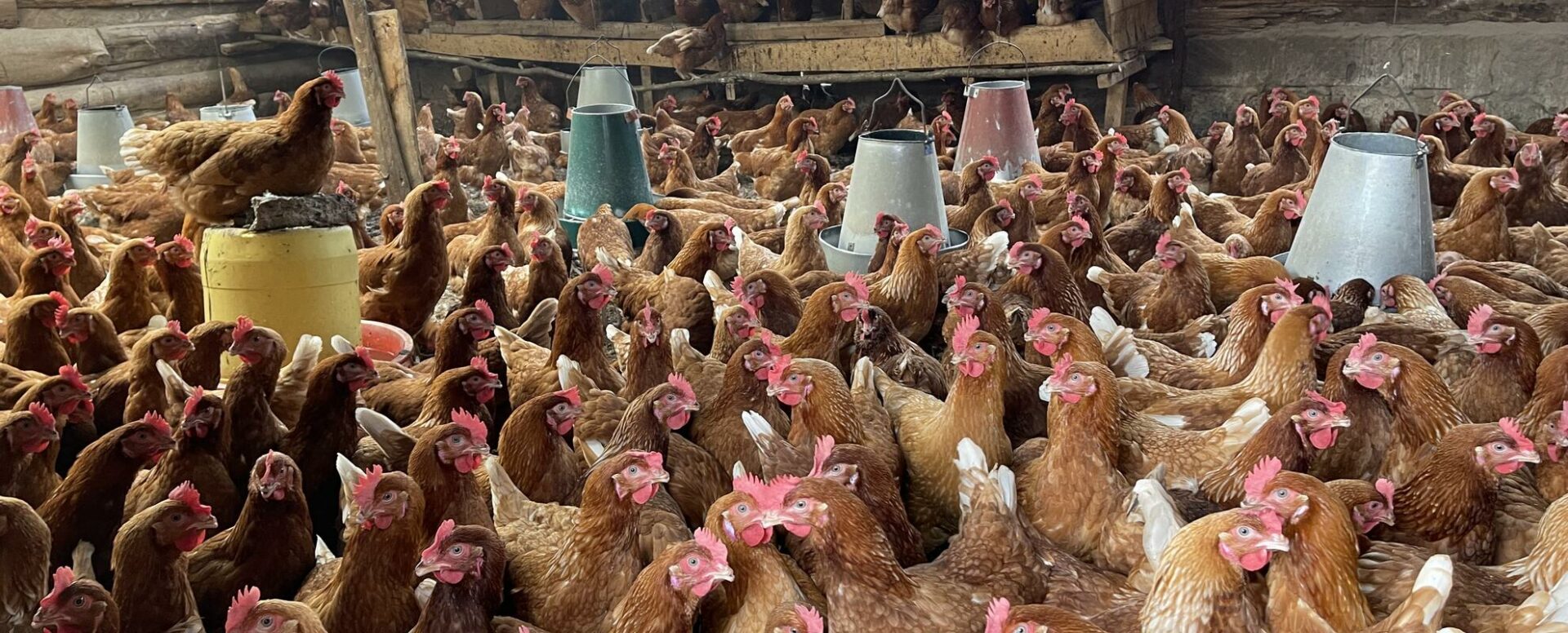 Poultry farmers to face Sh500k fine or jail term for keeping birds at home