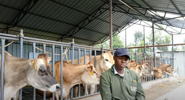 Peter Ndung’u: Why I prefer Jersey cows over other dairy cow breeds