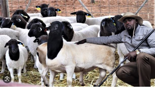 Evans Kibor: I became the richest Dorper sheep farmer after quitting banking