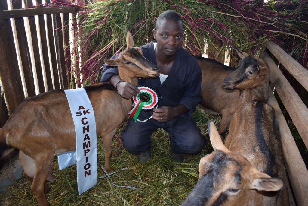 Robert Macharia: Dairy goat farming pays me more than what dairy cow farmers get