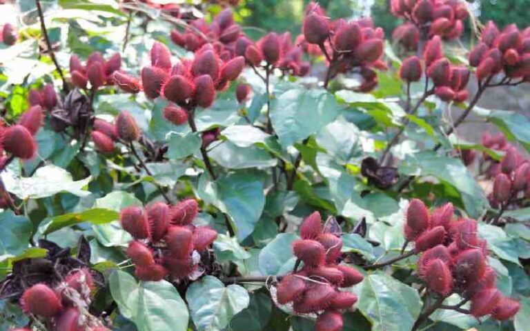 Bixa farming: How you can earn millions from this rare fruit
