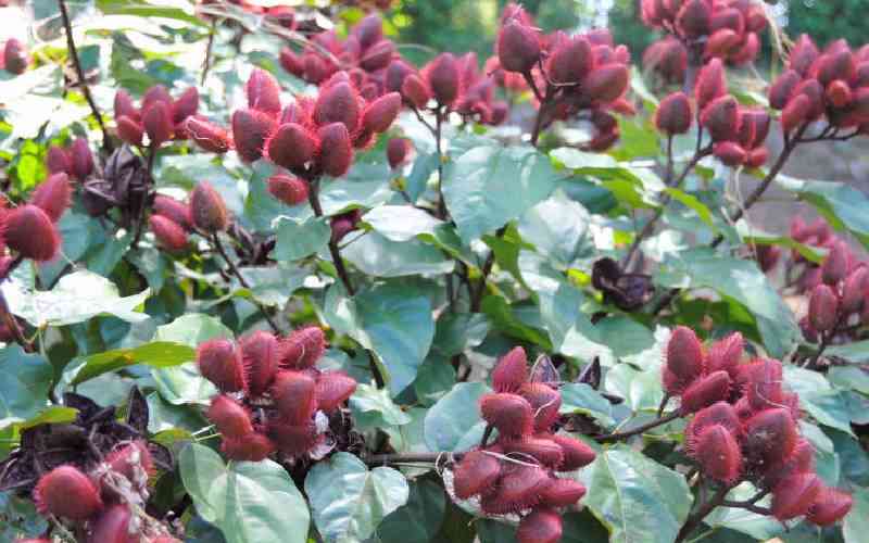 Bixa farming: How you can earn millions from this rare fruit