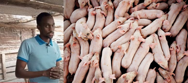 Herman Gathoga: How I manage my 780 piggery unit in Kiambu
