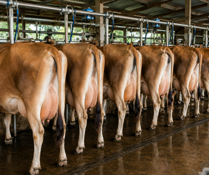 Jersey cows