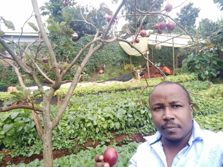 John Kiruthi: My experience in tree tomato farming