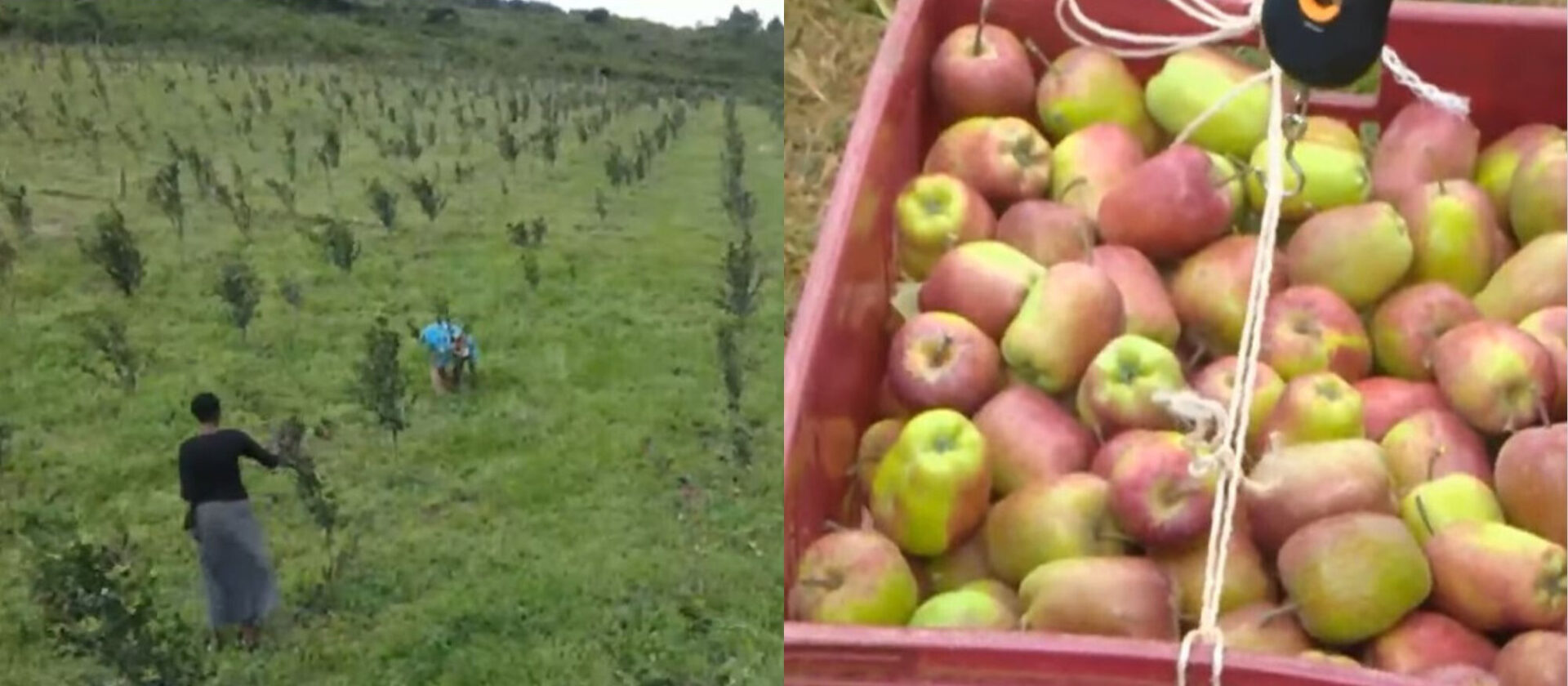 Inside Moi University's multi-million 100-acre apple farming venture