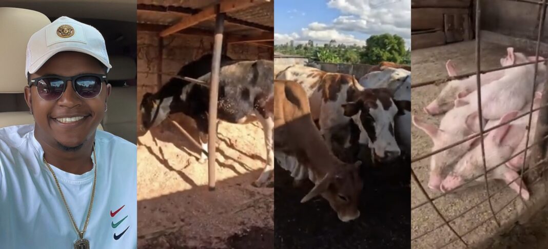 Inside Githunguri farm with pigs, dairy and beef cattle owned by Thee Pluto