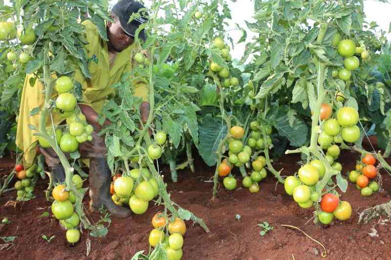  Farmer raking Sh2 million weekly from 30-acre tomato farm in  Samburu