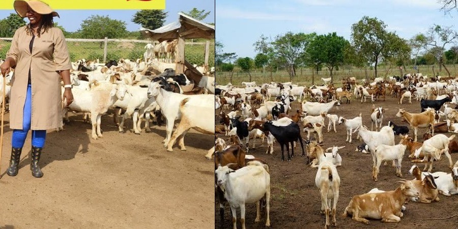 Sarah Atuhaire: Lady who left US to start goat farming now earning millions